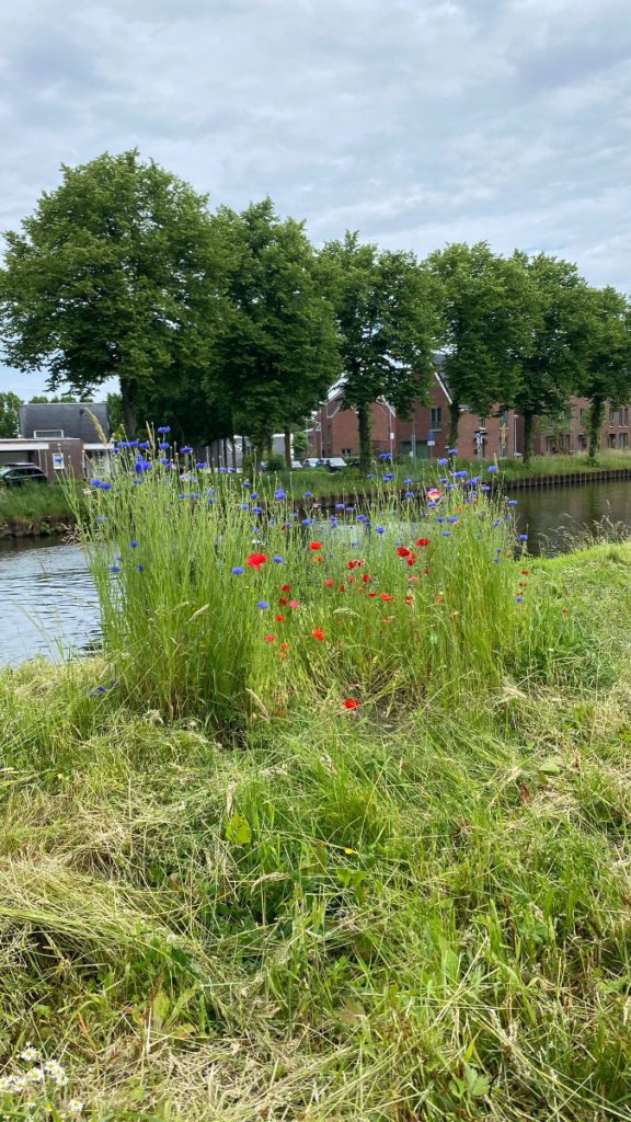 natuur limburg kanaal bloemen stad