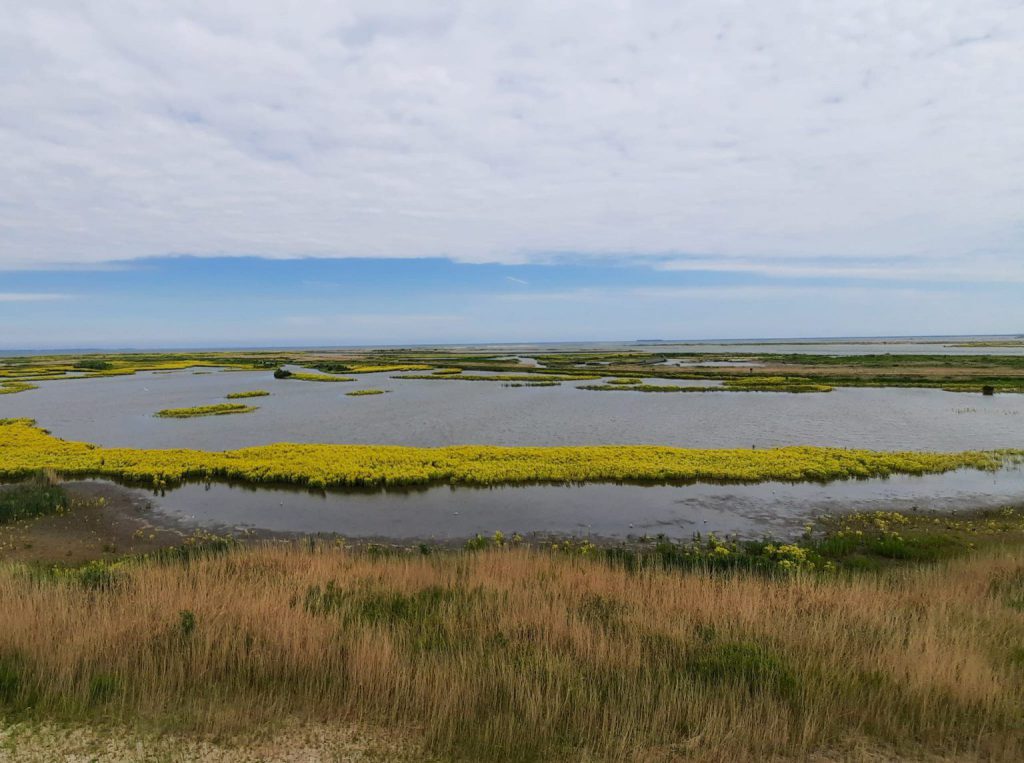 dagtocht marker wadden natuurgebied water gras