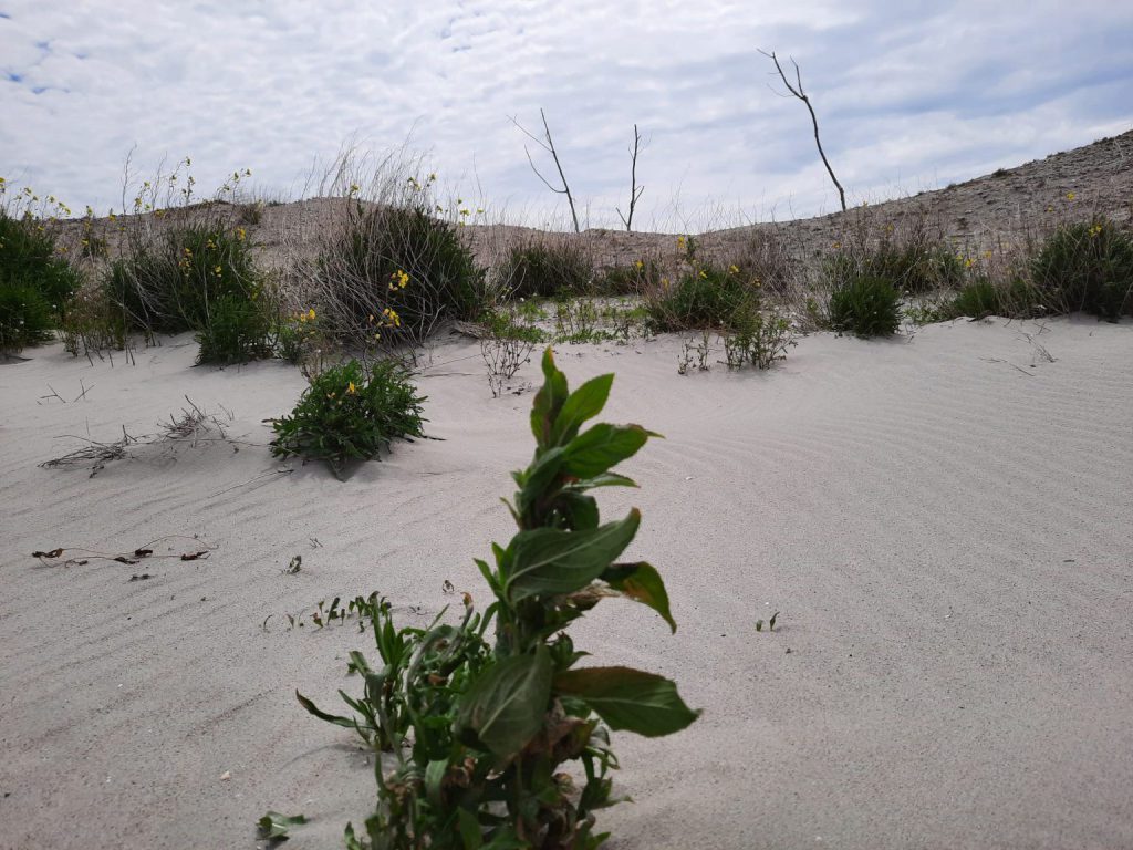 duinen met planten