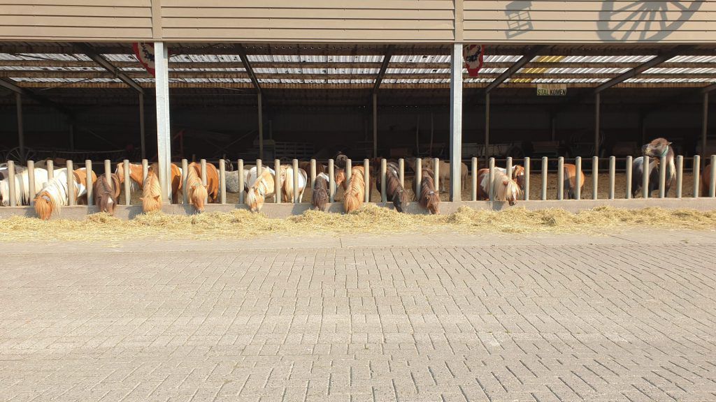 pony's op een rij in een stal