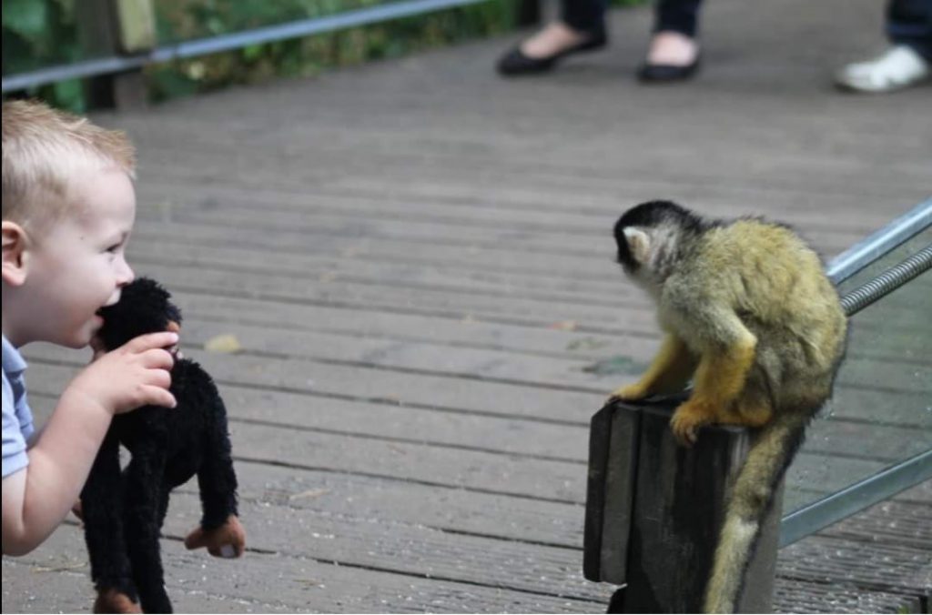 jongetje met aap in apenheul apeldoorn