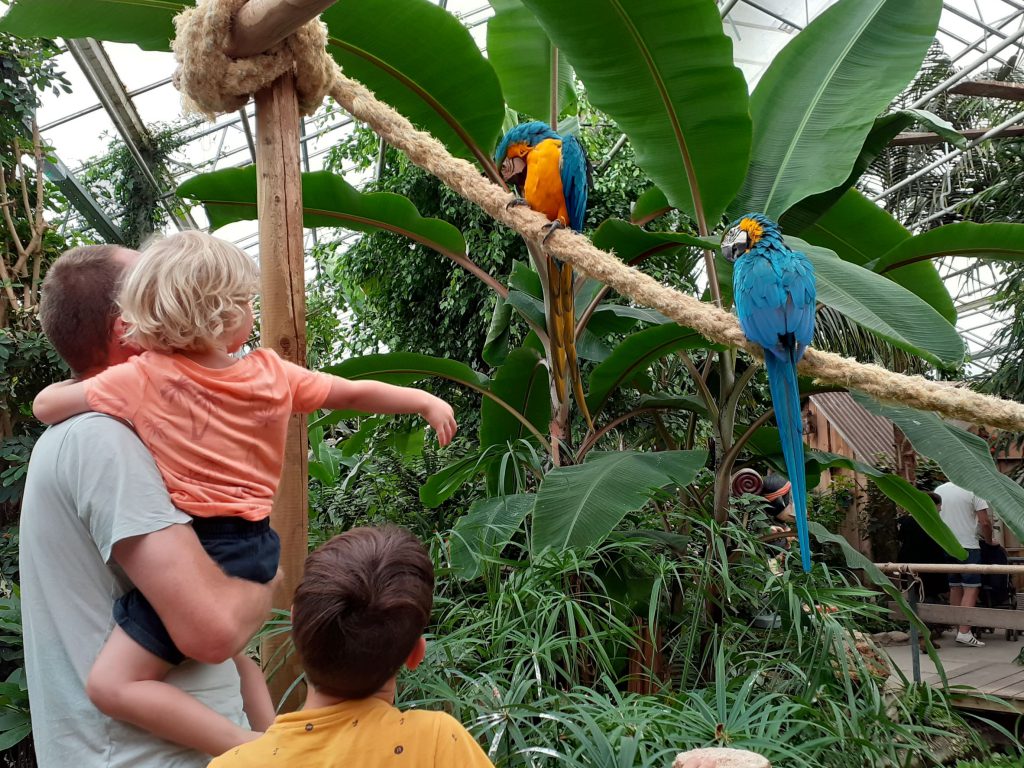 berkenhof tropical zoo zeeland leuke kinder uitjes papagaai