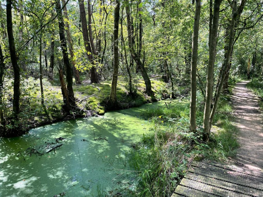 Leemputten moeras in bos