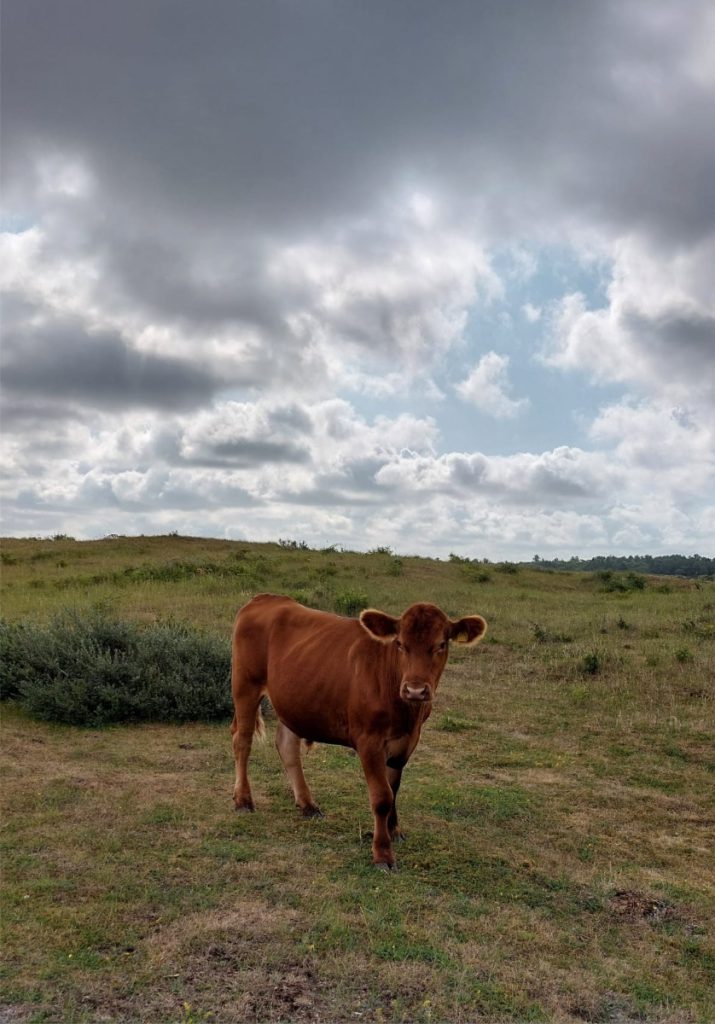 grazend rundvee Gratis activiteiten met kinderen op Terschelling in de zomervakantie