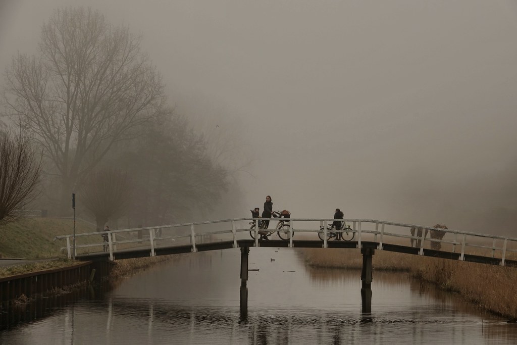 Delftse Hout in de mist