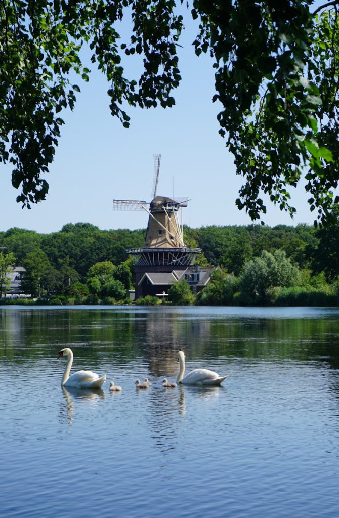 a group of swans swimming in a lake next to a windmill bezoek rotterdam met kinderen