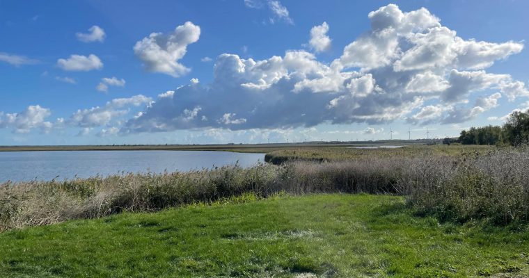 De Oostvaardersplassen in de Indian Summer: vogels spotten en wild safari’s