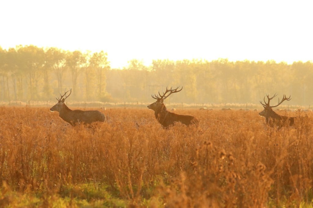 brown deer on brown grass field during daytime